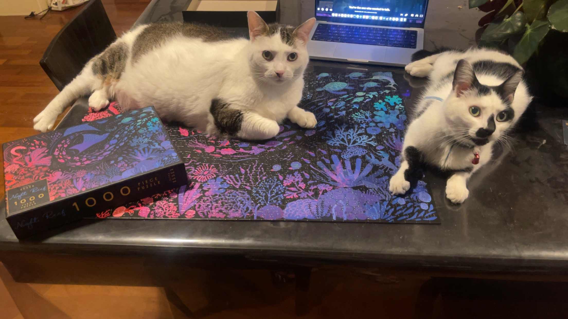 My cats sitting on a puzzle on my table