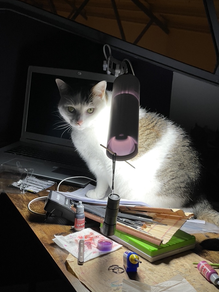 My cat
